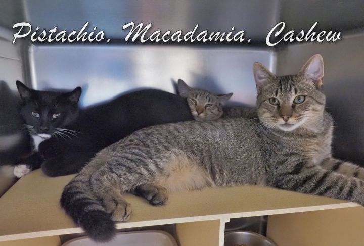 Pistachio-Macadamia-Cashew 1