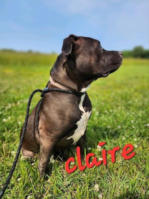 Claire in Gloucester VA, an adoptable Pit Bull Terrier in Richmond, VA, 23231 | Photo Image 1