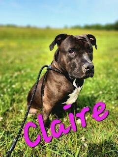 Claire in Gloucester VA, an adoptable Pit Bull Terrier in Richmond, VA, 23231 | Photo Image 3