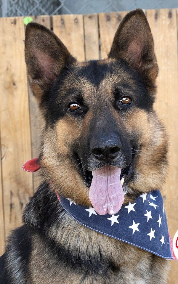 Checkers, an adoptable German Shepherd Dog in Napa, CA, 94558 | Photo Image 2