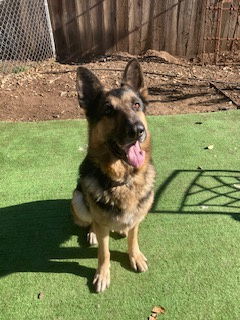 Checkers, an adoptable German Shepherd Dog in Napa, CA, 94558 | Photo Image 6