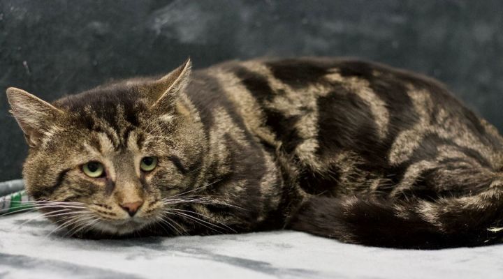 Fishtopher, an adopted Domestic Short Hair & Bengal Mix in Blackwood, NJ_image-4