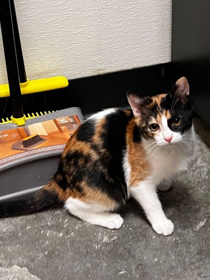 GINGER, an adopted Calico in Capshaw, AL_image-1