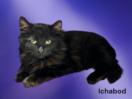 Ichabod, an adoptable Domestic Long Hair & Domestic Short Hair Mix in Cumberland, MD_image-1