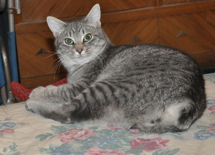 Shuga, an adoptable Manx, American Bobtail in Liberty, NC, 27298 | Photo Image 1