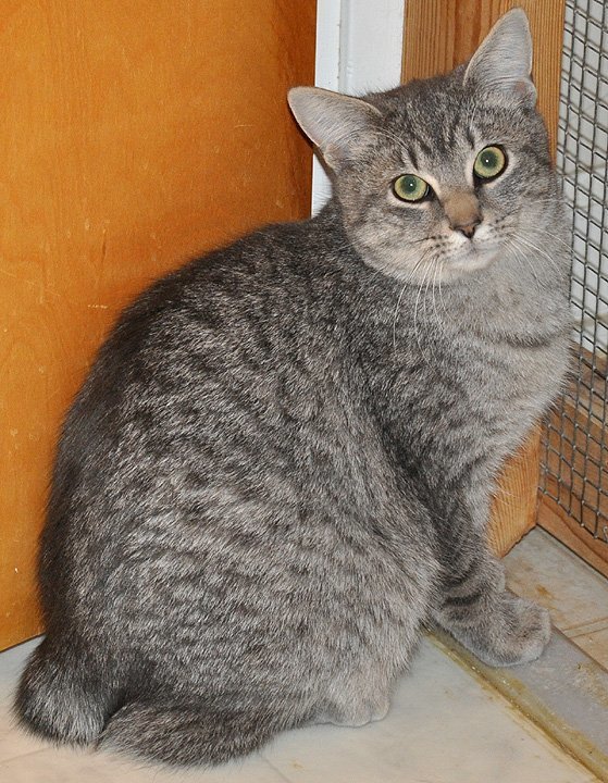 Shuga, an adoptable Manx, American Bobtail in Liberty, NC, 27298 | Photo Image 2