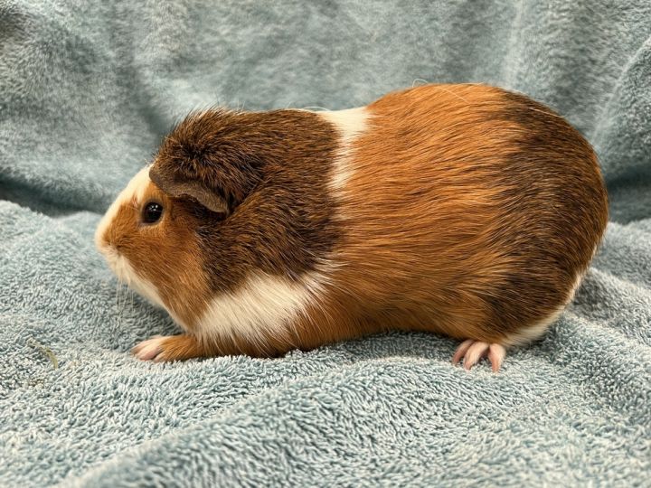 Hordon (bonded to Hostet), an adoptable Guinea Pig in San Diego, CA_image-3