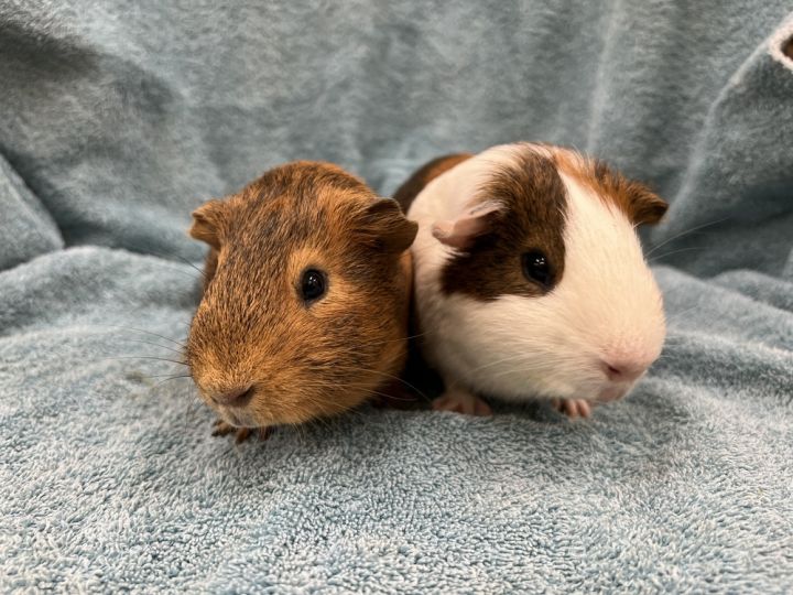 Hostet (bonded to Hordon), an adoptable Guinea Pig in San Diego, CA_image-1