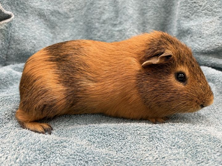 Hostet (bonded to Hordon), an adoptable Guinea Pig in San Diego, CA_image-2