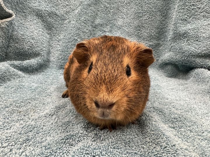 Hostet (bonded to Hordon), an adoptable Guinea Pig in San Diego, CA_image-3