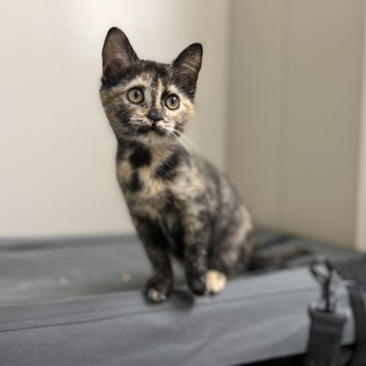 SHORTBREAD, an adopted Tortoiseshell in Capshaw, AL_image-1