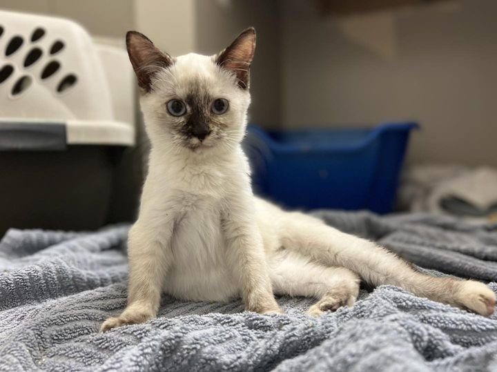 PIZELLE, an adopted Siamese Mix in Capshaw, AL_image-1