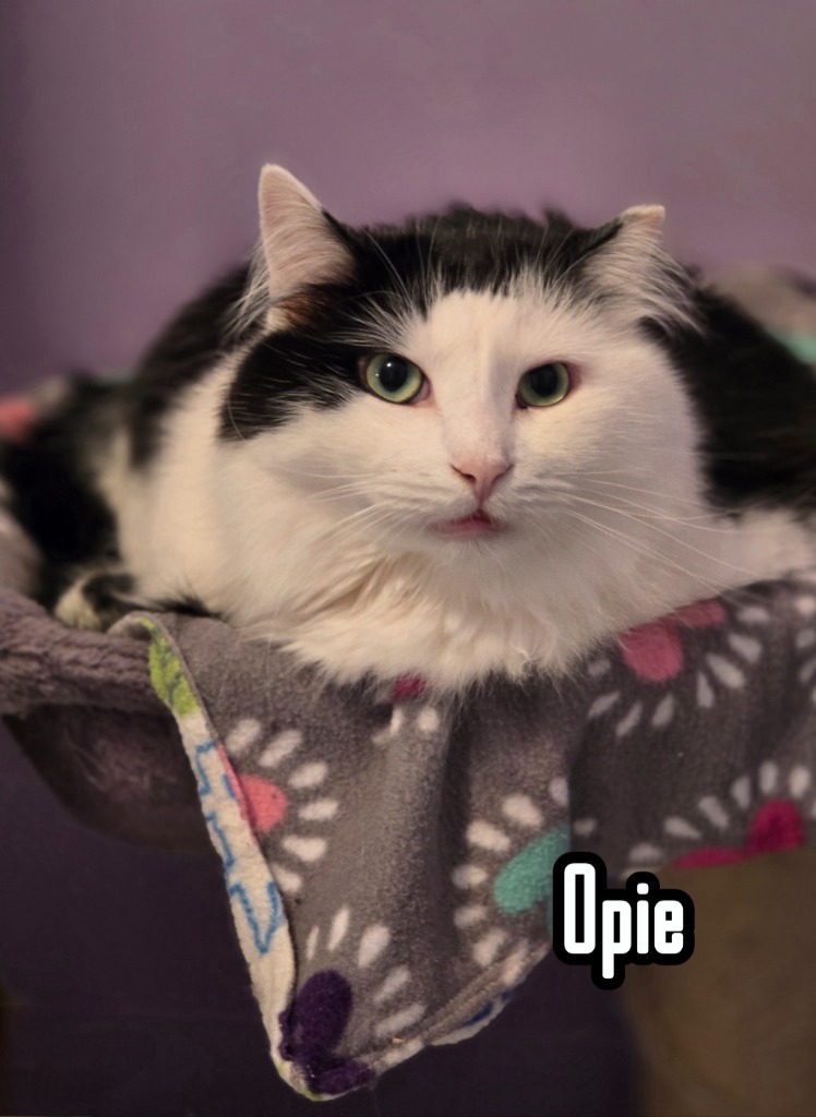 Opie (Bay Bridge #18)