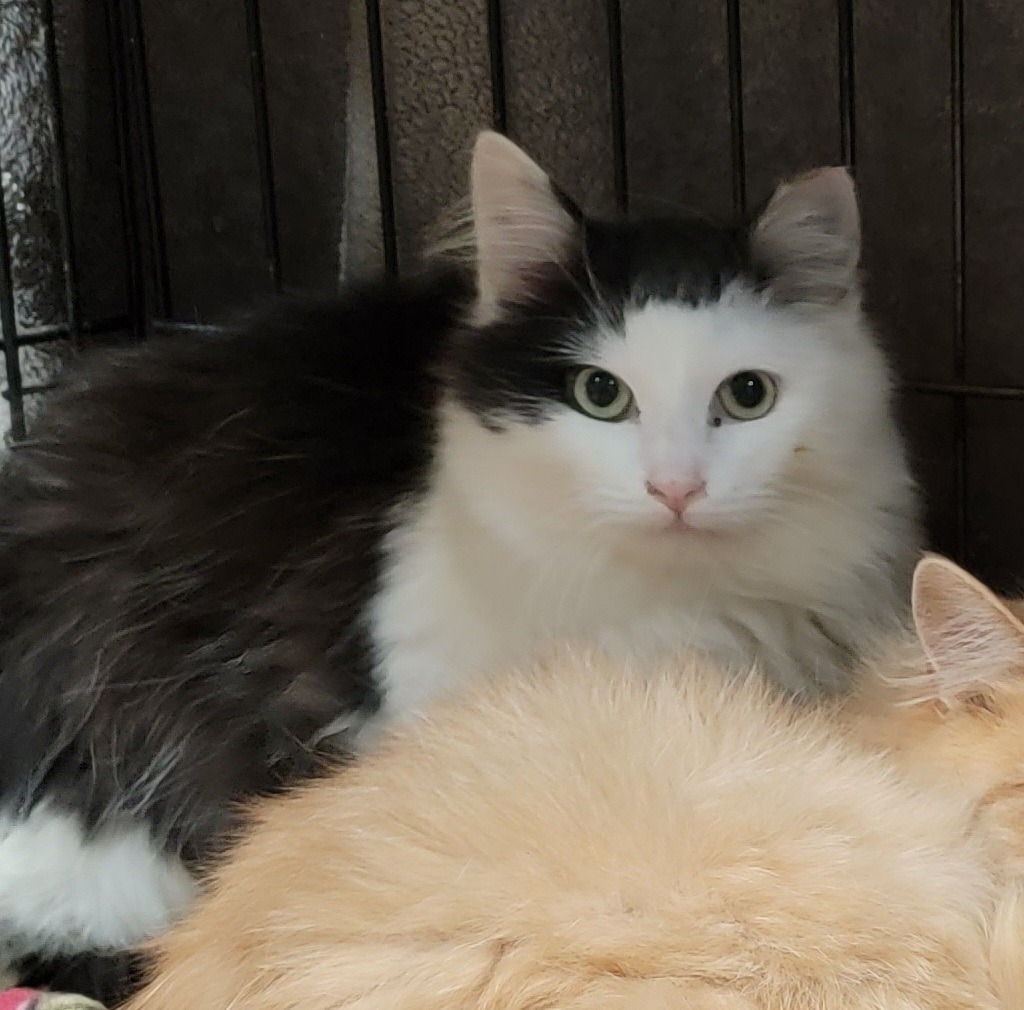 Opie (Bay Bridge #18), an adoptable Domestic Medium Hair in Port Clinton, OH, 43452 | Photo Image 2