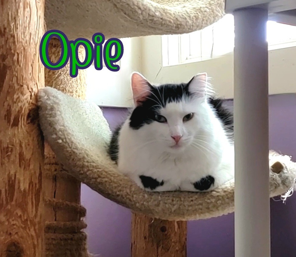 Opie (Bay Bridge #18)