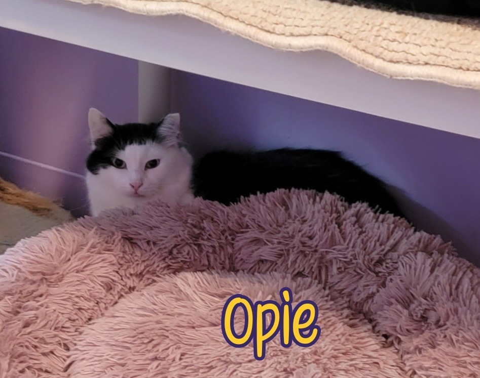 Opie (Bay Bridge #18)