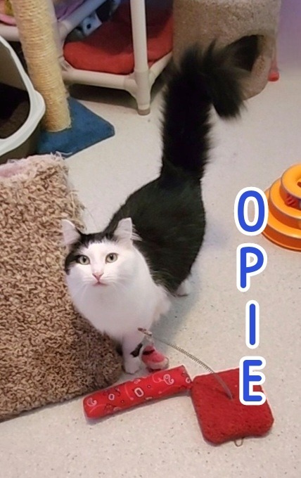 Opie (Bay Bridge #18)