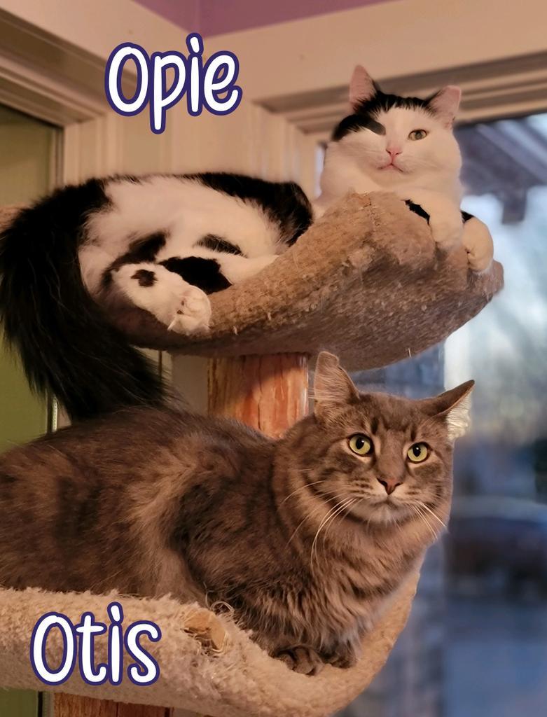 Opie (Bay Bridge #18)