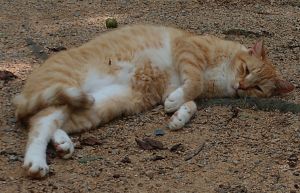 Wren, Adult Male Domestic Short Hair