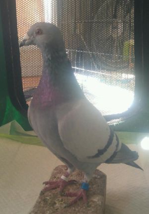Parasol Pigeon Bird