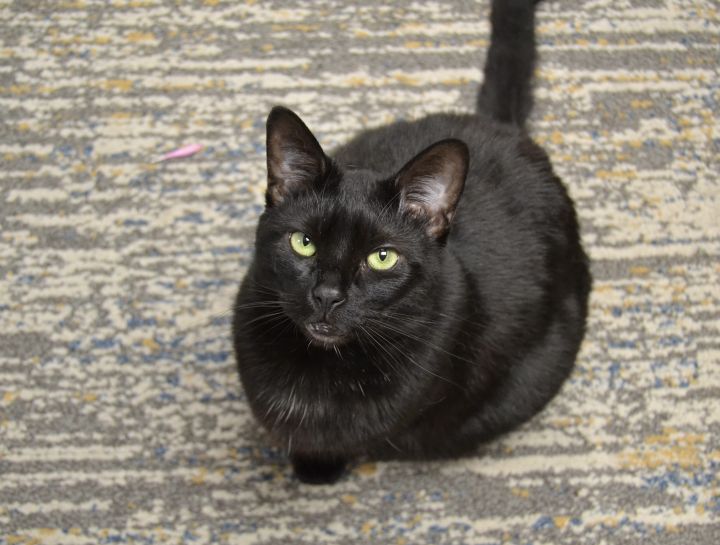 Mika, an adoptable Domestic Short Hair Mix in Hershey, PA_image-3
