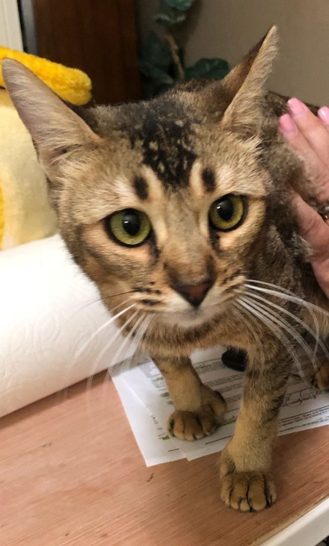 Kai, an adoptable Abyssinian, Bengal in Whittier, CA, 90608 | Photo Image 2