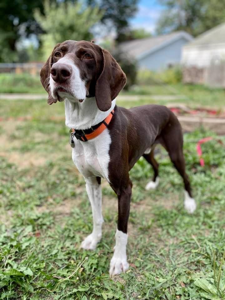 German short wirehaired outlet pointer