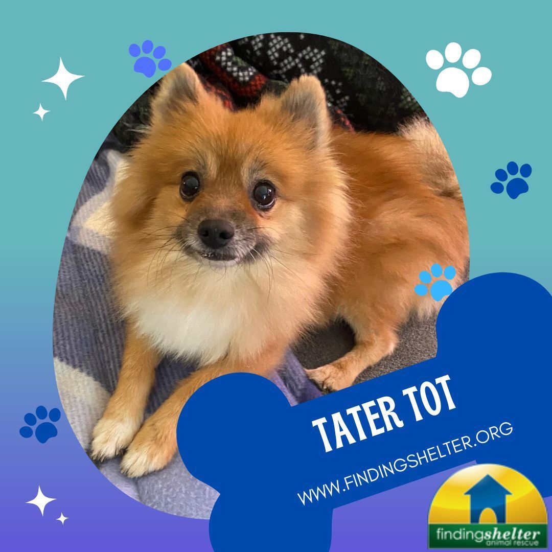 Tater Tot, an adoptable Pomeranian in Norristown, PA, 19401 | Photo Image 1
