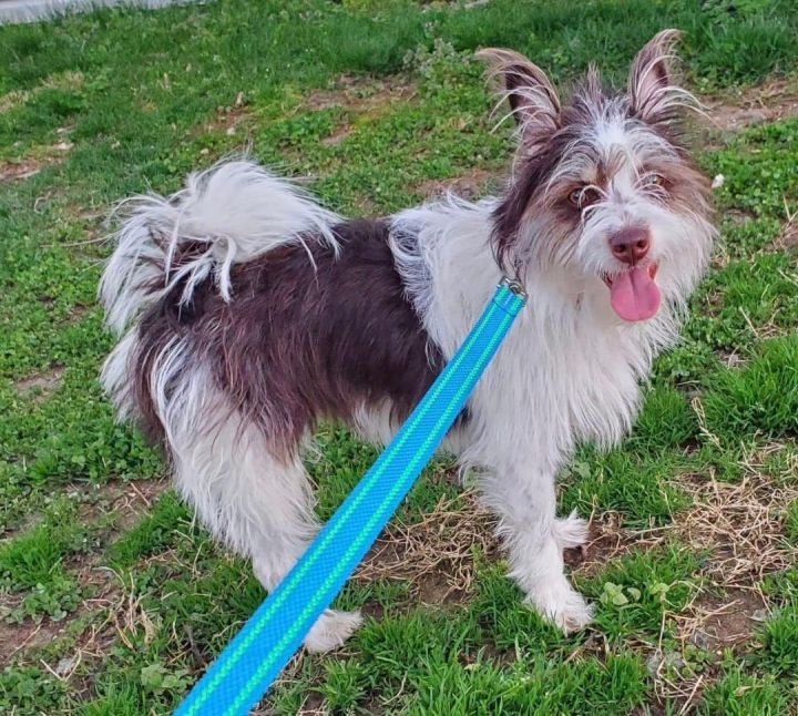 Pomeranian store schnauzer puppies