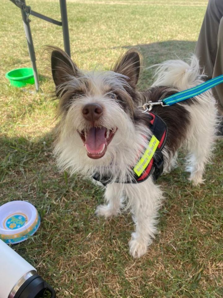 Schnauzer and best sale pomeranian mix