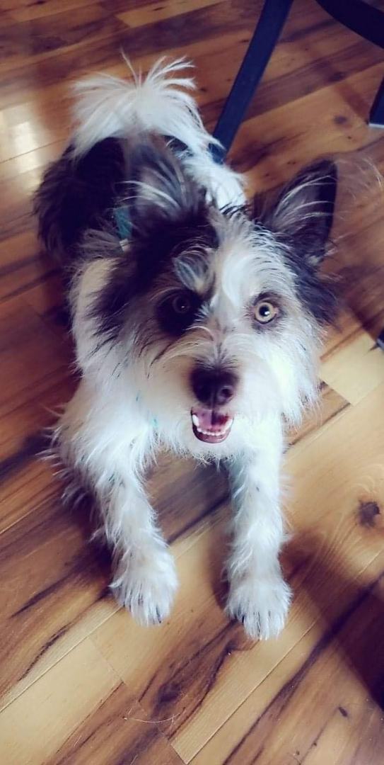 Toby, an adoptable Schnauzer, Pomeranian in Branson, MO, 65616 | Photo Image 1