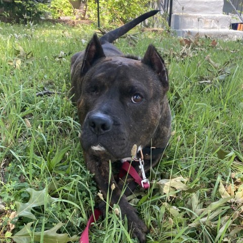 Hendricks, an adoptable Terrier in St. Louis, MO, 63103 | Photo Image 1