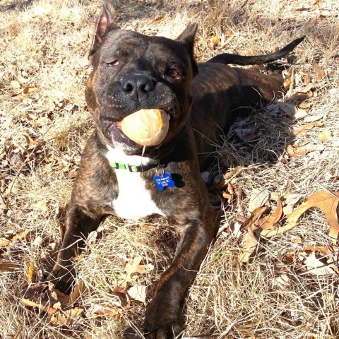 Hendricks, an adoptable Terrier in St. Louis, MO, 63103 | Photo Image 4