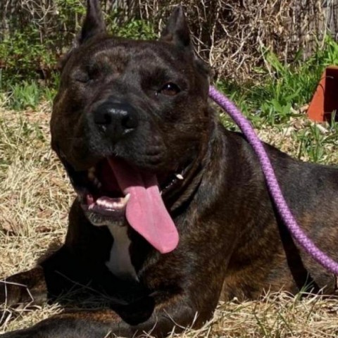 Hendricks, an adoptable Terrier in St. Louis, MO, 63103 | Photo Image 5