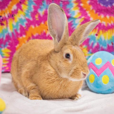 Britney, an adoptable Flemish Giant in San Diego, CA_image-3