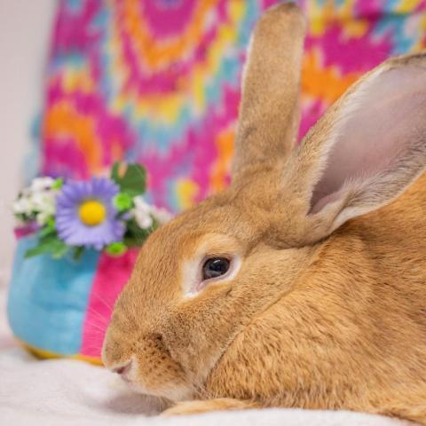 Britney, an adoptable Flemish Giant in San Diego, CA_image-4