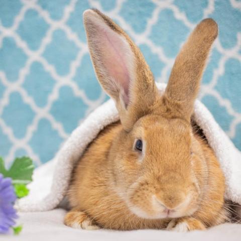 Britney, an adoptable Flemish Giant in San Diego, CA_image-5