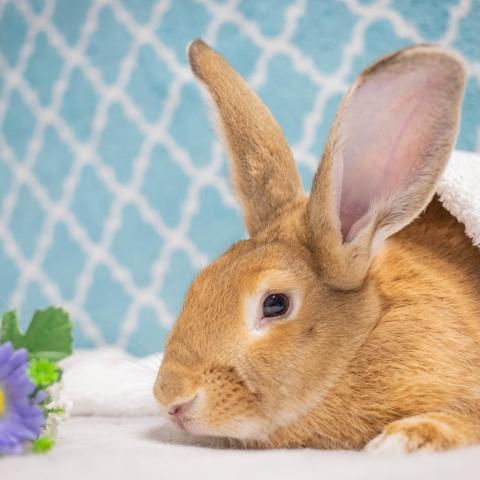 Britney, an adoptable Flemish Giant in San Diego, CA_image-6