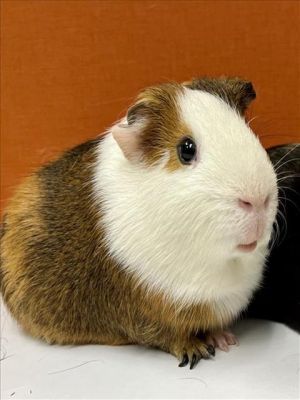 Guinea Pig for adoption - BROWNIE, a Guinea Pig in San Francisco, CA |  Petfinder
