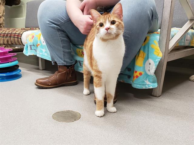 CHESTER, an adoptable Domestic Short Hair in Saskatoon, SK, S7K 3S9 | Photo Image 1