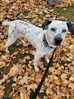 dalmatian rottweiler mix