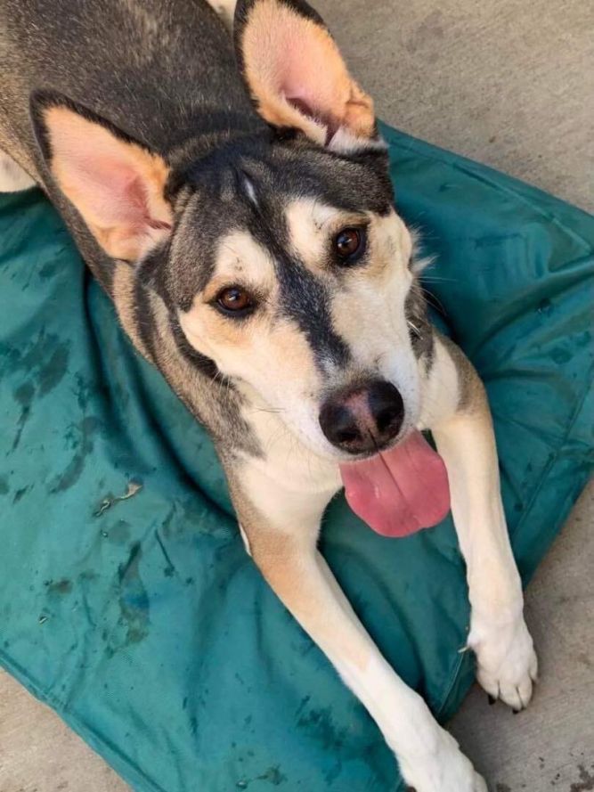 Dog for adoption - Handsome Apollo, a Carolina Dog & Husky Mix in Long  Beach, CA | Petfinder