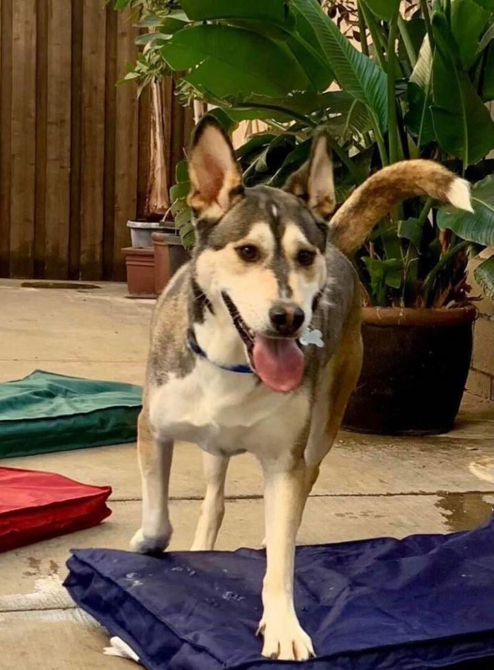 Dog for adoption - Handsome Apollo, a Carolina Dog & Husky Mix in Long ...