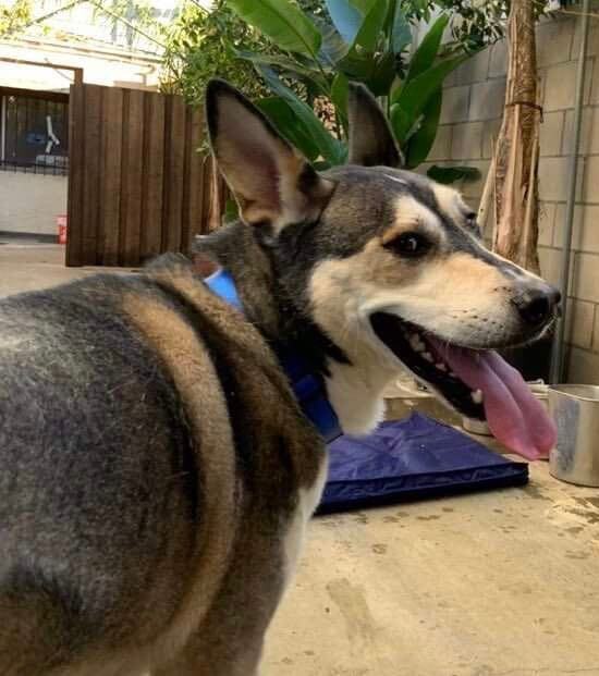 Carolina dog husky store mix