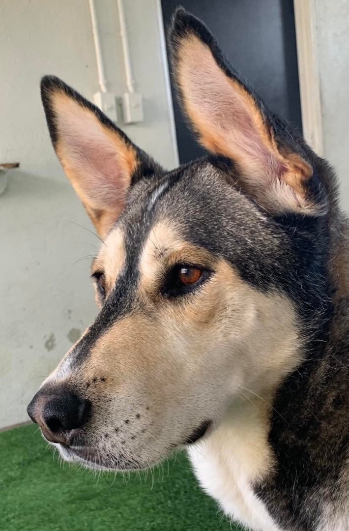 Handsome Apollo, an adoptable Carolina Dog & Husky Mix in Long Beach, CA_image-6