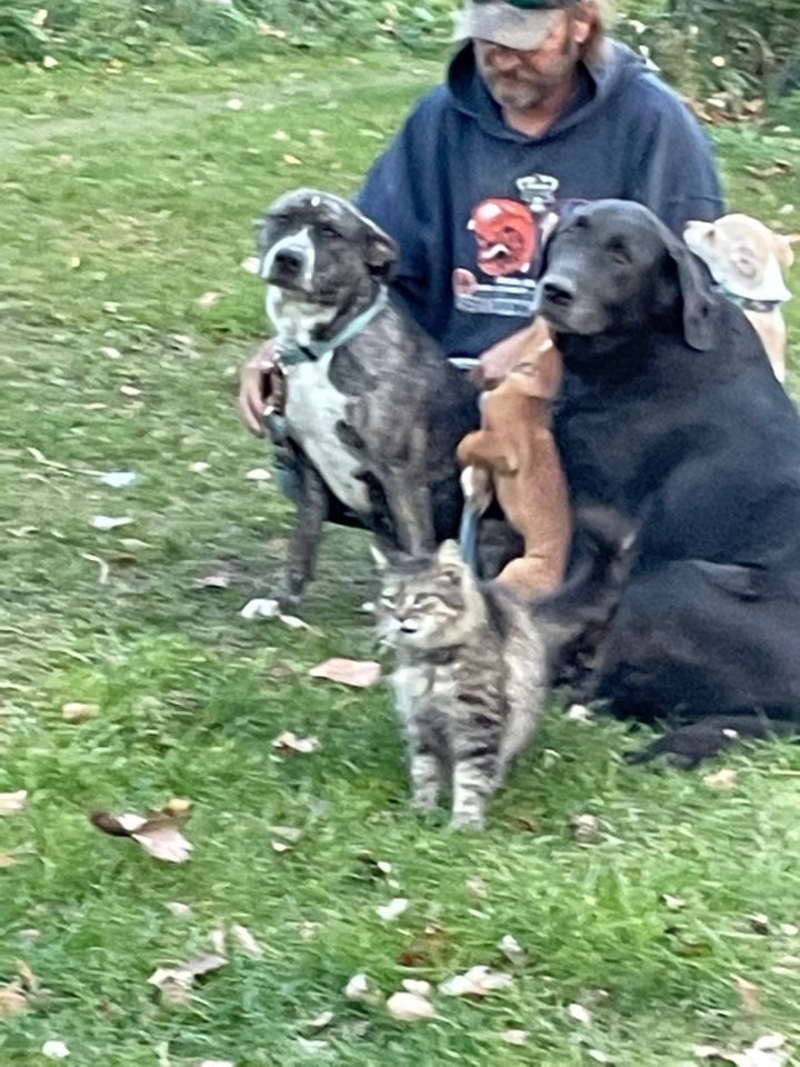 Missy, an adoptable Boxer & Black Labrador Retriever Mix in Hines, MN_image-2