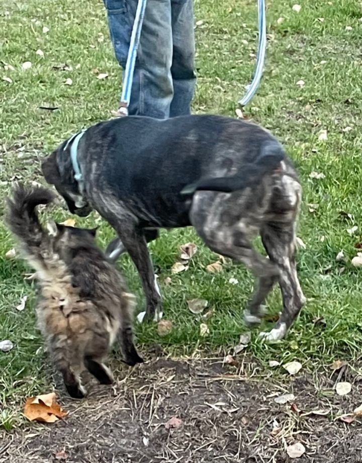 Missy, an adoptable Boxer & Black Labrador Retriever Mix in Hines, MN_image-4