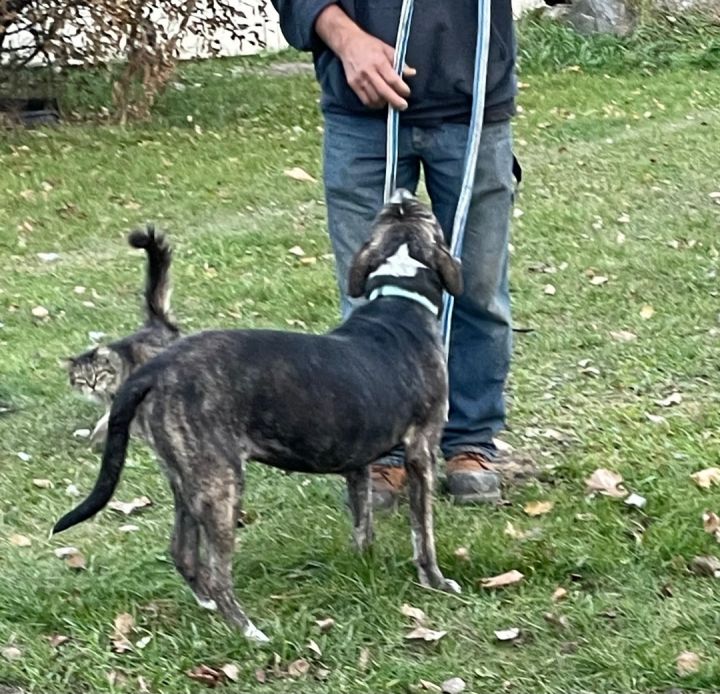 Missy, an adoptable Boxer & Black Labrador Retriever Mix in Hines, MN_image-5