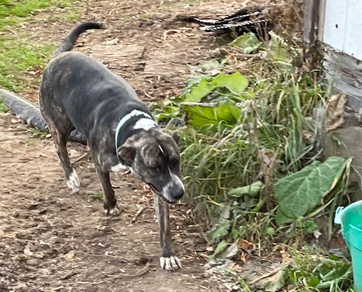 Missy, an adoptable Boxer & Black Labrador Retriever Mix in Hines, MN_image-6