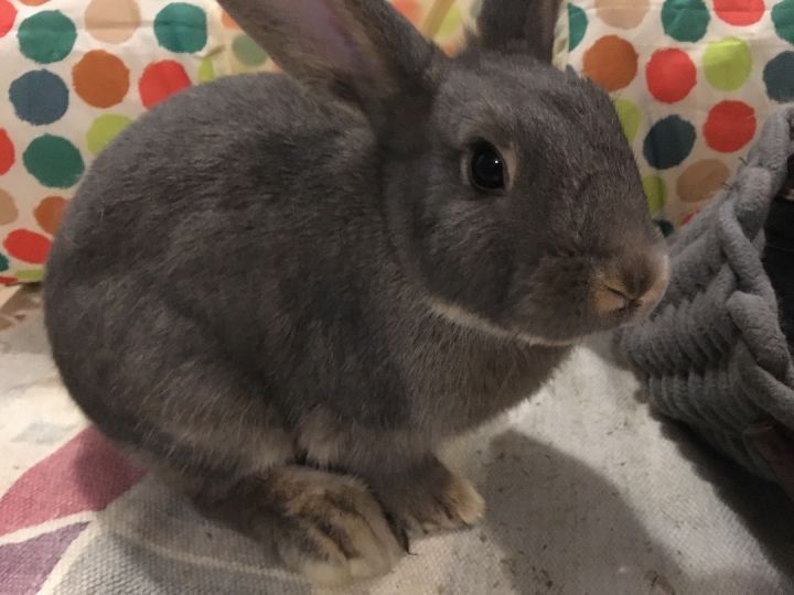 Rabbit for adoption - IZZY THE SWEET LITTLE 10 MONTH OLD BUNNY!, a